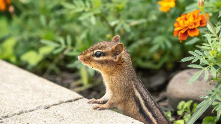 9 Wild Animals You’re More Likely to See in Your Backyard This Summer
