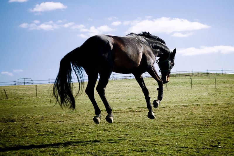 10. Crow Hopping