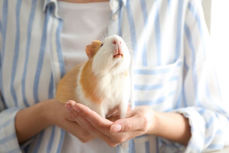 10. Guinea Pigs Are Not Low-Maintenance