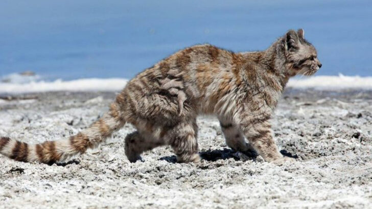 A Wild Cat Nobody’s Seen in Decades Has Finally Been Caught on Camera