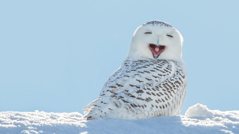Ideal Roosting Sites