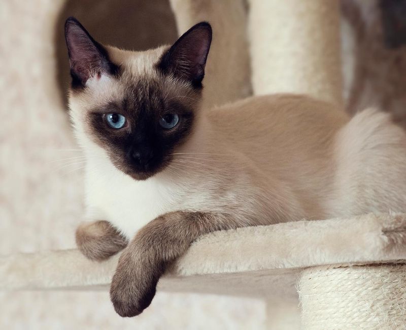 Siamese