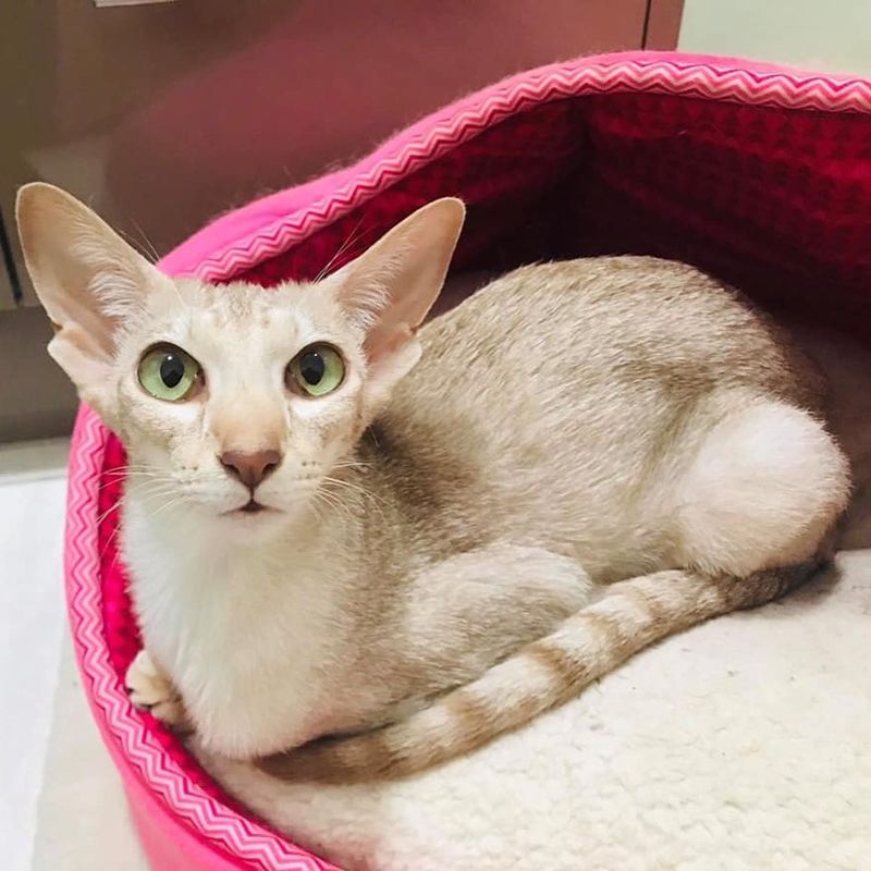 Oriental Shorthair