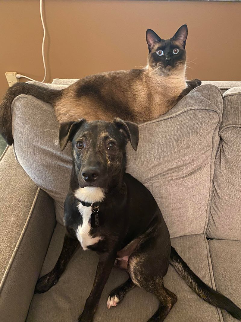 Siamese