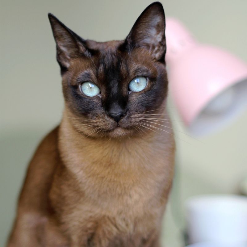 Burmese Cat