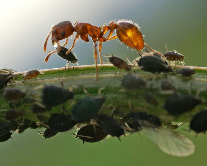 Symbiotic Relationships