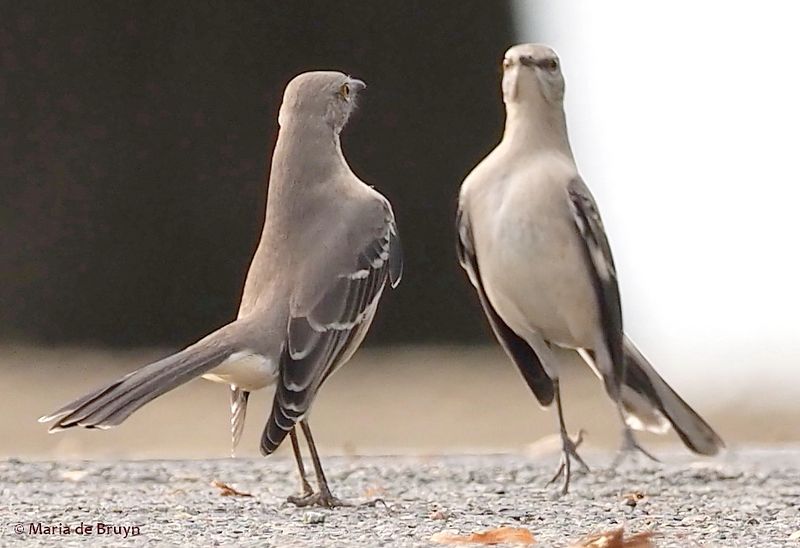 Mating Rituals