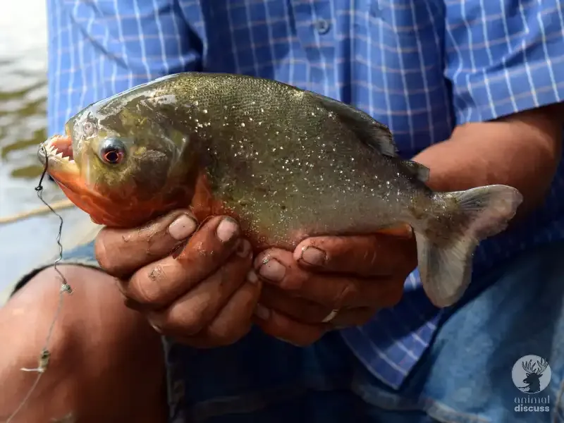 Piranhas and Human Interaction