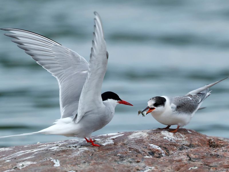 Social Behavior and Communication