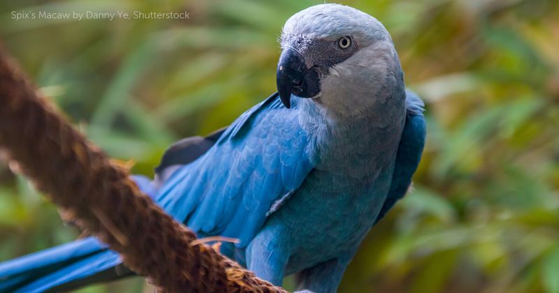 Spix's Macaw
