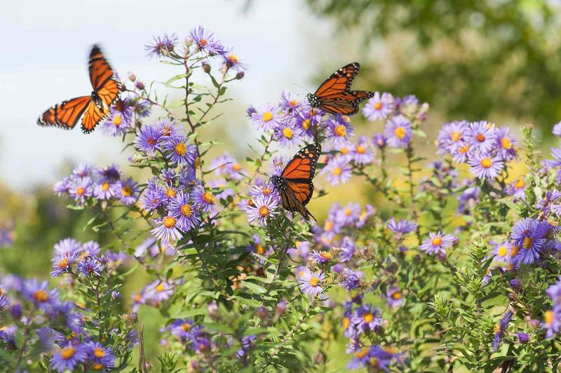 Vibrant Butterflies