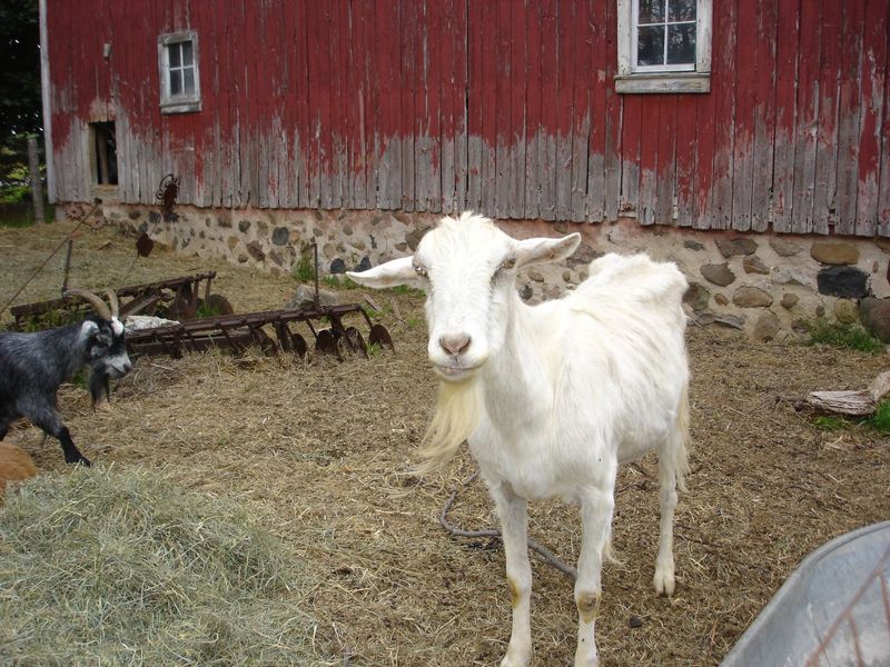 Eco-Friendly Mowers