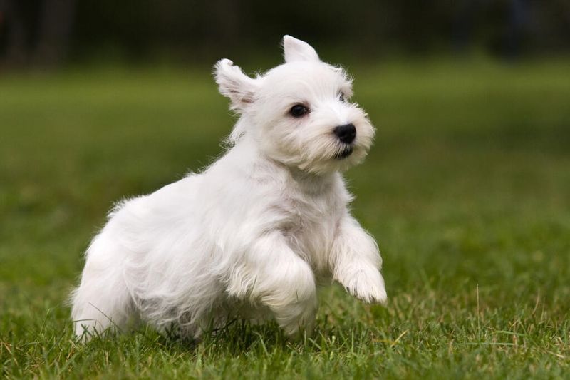 Sealyham Terrier