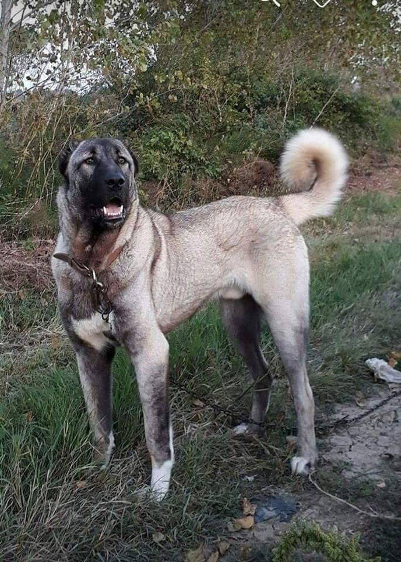 Kangal