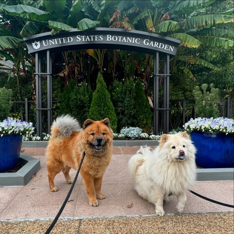 Chow Chow
