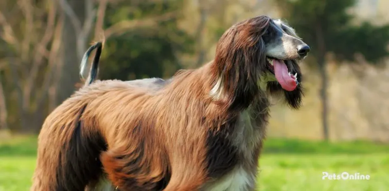 Afghan Hound