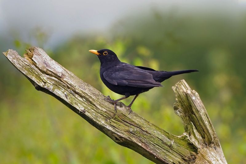 Urban-Adapted Blackbirds in Europe