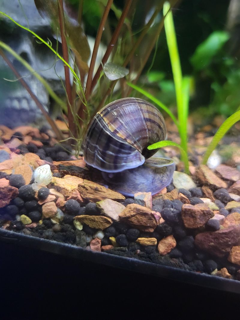 Mystery Snail
