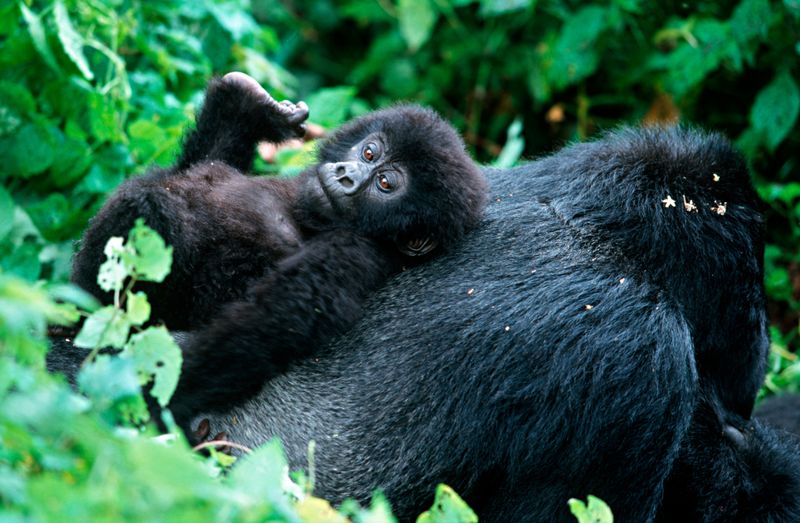 Gorilla