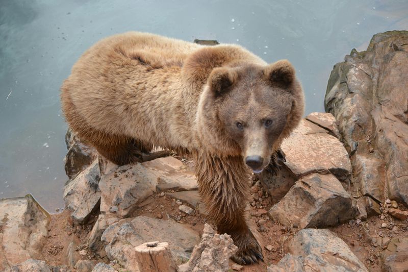 Grizzly Bear