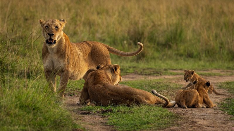Lion