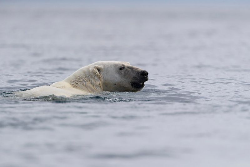 Polar Bear