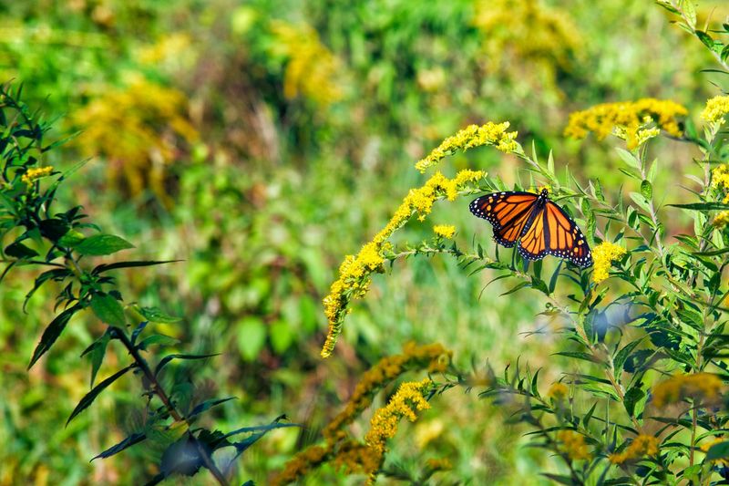 Monarch Butterfly