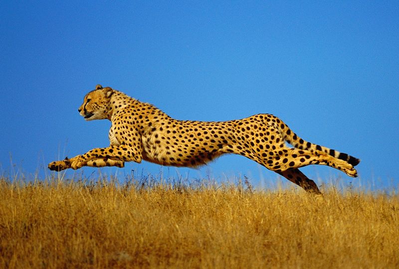 Cheetahs: Speed Demons of the Plains