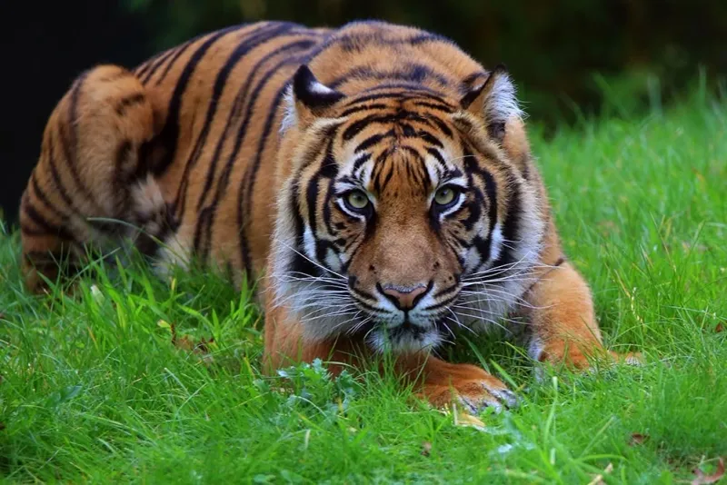 Sunda Tiger