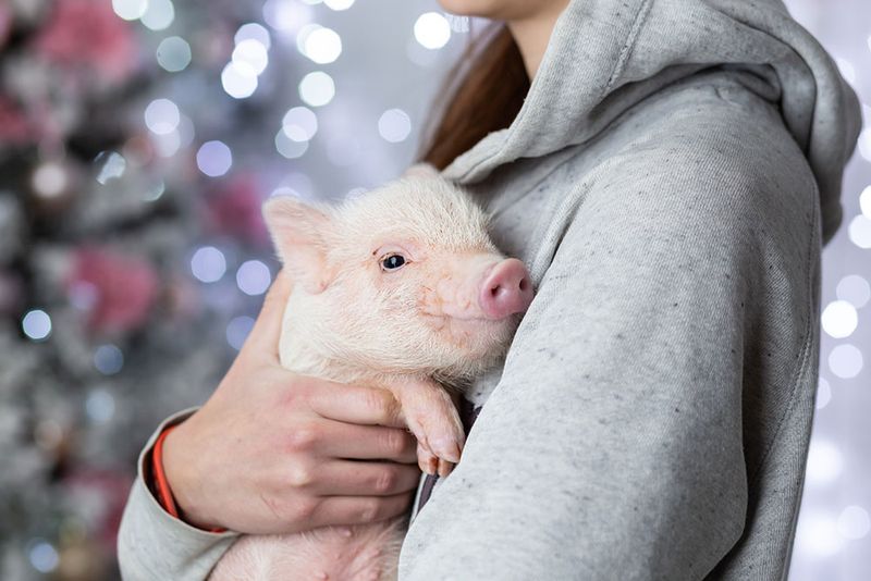 Potbellied Pig