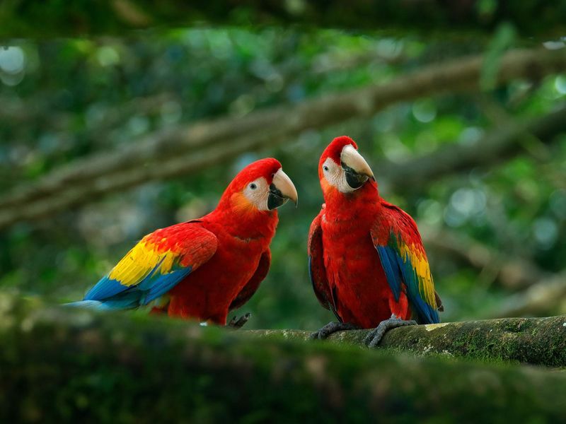 Macaw