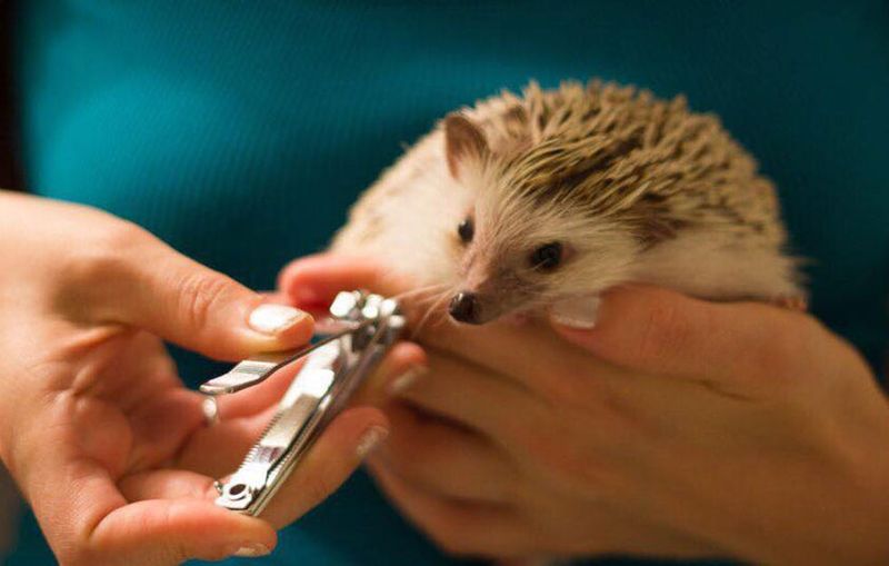 Hedgehog