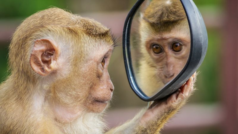 Rhesus Macaque