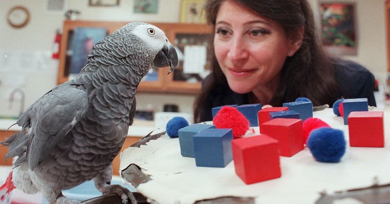 African Grey Parrot