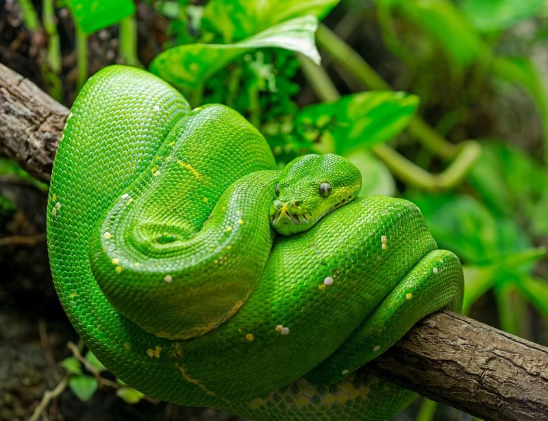 Green Tree Python