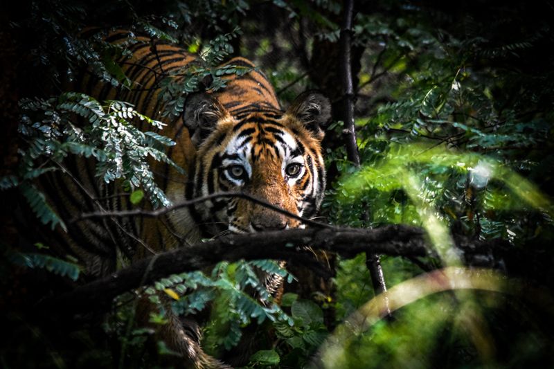 Bengal Tiger