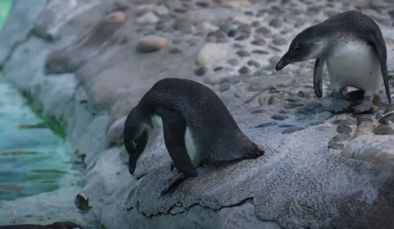 African Penguin