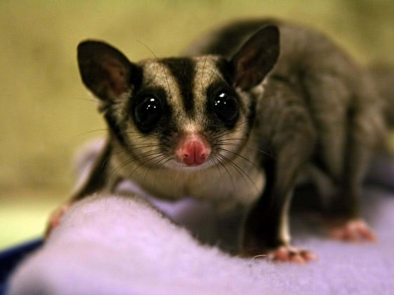 Sugar Glider