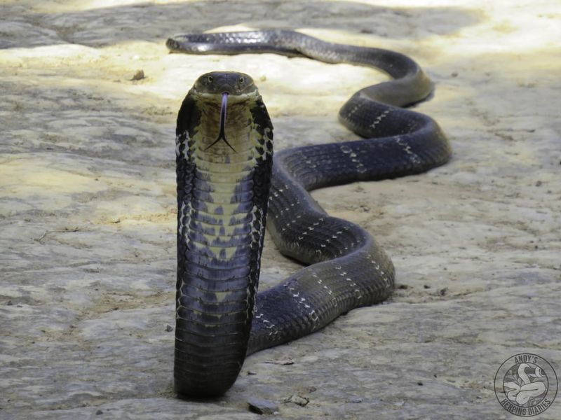King Cobra