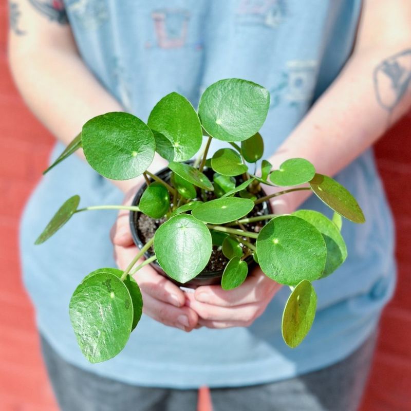 Friendship Plant