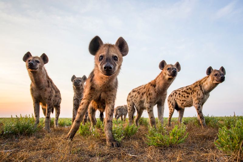 Hyena