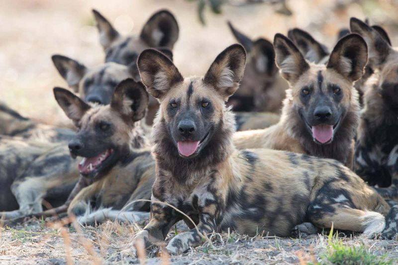 African Wild Dog