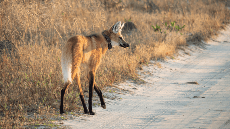 Maned Wolf
