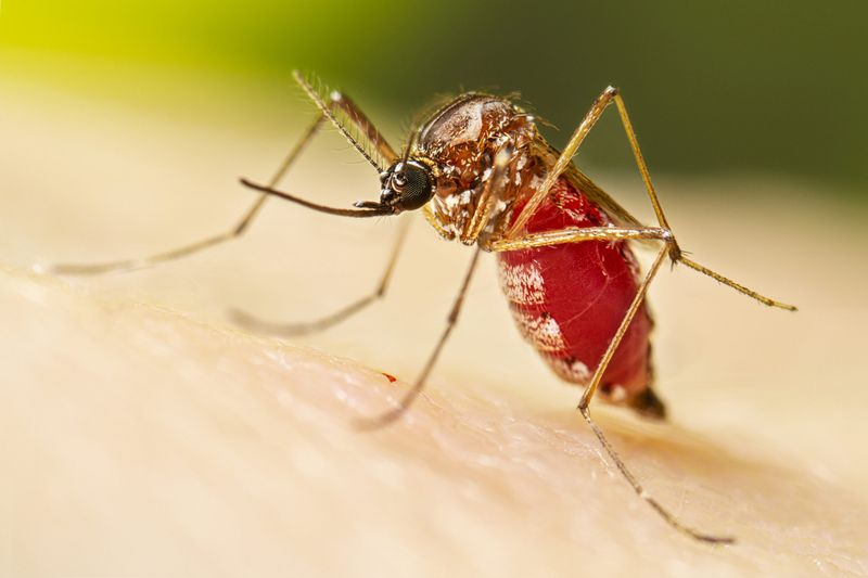Mosquito (Aedes aegypti)