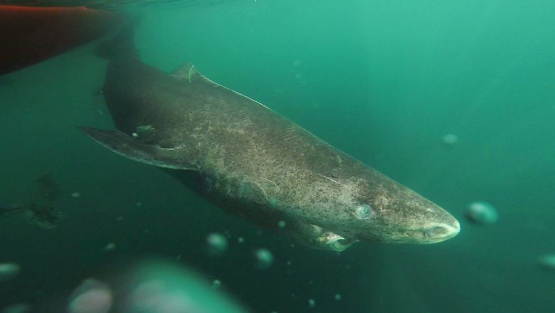 Silent Predators of the Deep