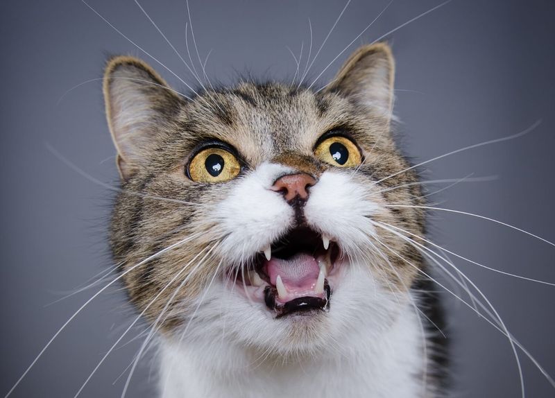 Excessive Vocalization