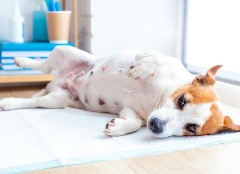Swollen or Painful Abdomen