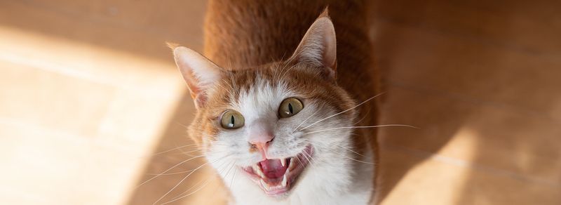 Excessive Meowing