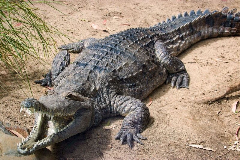 Fierce Crocodiles