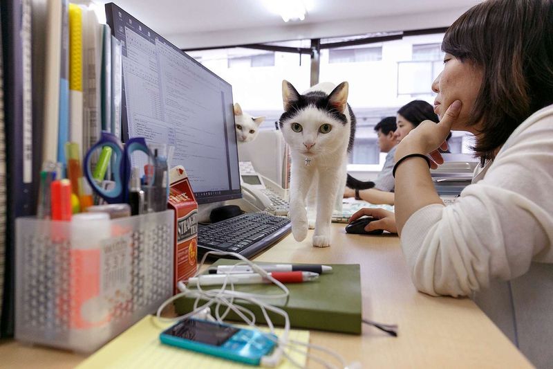 Pet-Friendly Workplaces
